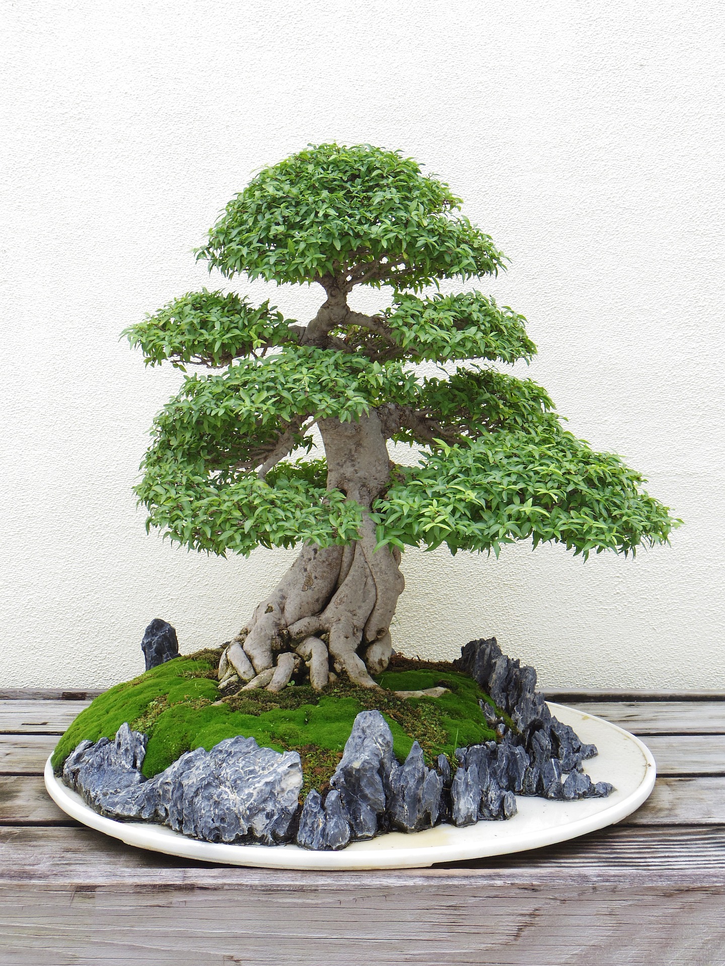 Bonsai!